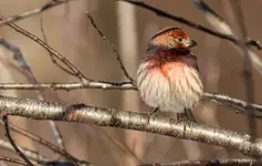 Male House Finch 1200.webp Male House Finch 1200.webp