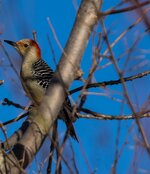 Red-Bellied Woodpecker.JPG