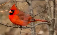 Staring Cardinal 1200.webp Staring Cardinal 1200.webp