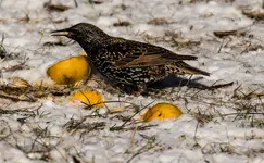 Starling 1200.webp Starling 1200.webp