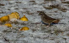 White Throated Sparrow.webp White Throated Sparrow.webp
