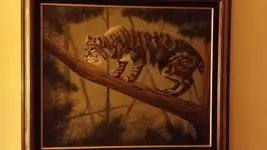 Bob Cat.webp