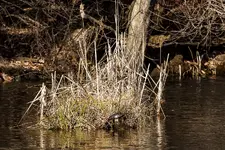 Turtle in the Marsh.webp