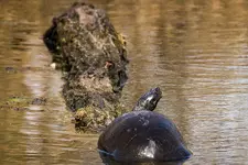 Turtle Snack.webp