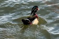 Woodcock 2.webp