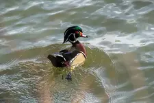 Woodcock.webp