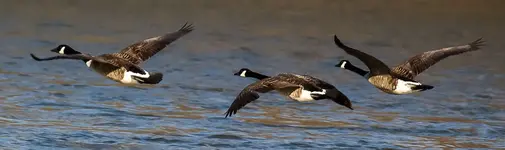 Geese in Flight.webp