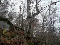 100_0793.webp