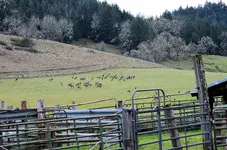 elk6.webp elk6.webp