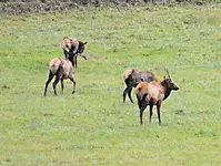 elk1.webp elk1.webp