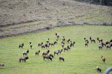 elk9.webp elk9.webp