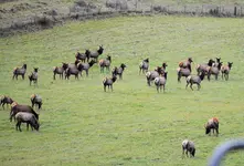 elk5.webp elk5.webp