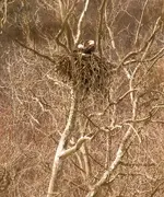 Bald Eagles on Nest.webp Bald Eagles on Nest.webp