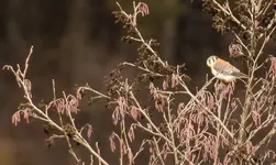 American Kestrel.webp American Kestrel.webp