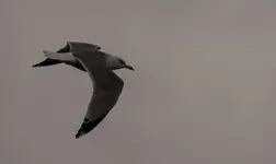 Gull 1200.webp Gull 1200.webp