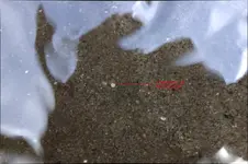 false_gold_panning.webp