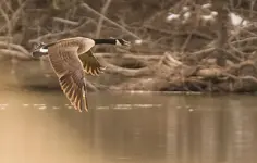 Glowing Goose.webp