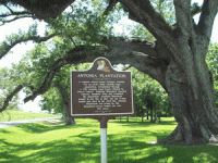 antonia-plantation-and-one-of-the-100-year-old-registerd-oak-trees-3.gif