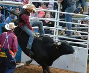 Rodeo461.webp