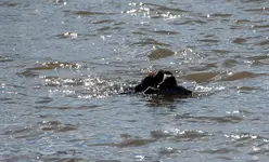 Swimming.webp