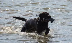 Working Dog.webp
