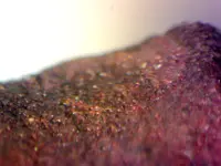 repro micro shot 2.webp repro micro shot 2.webp
