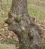 mantree.webp
