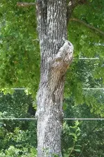 133.webp