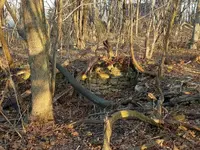 Resized_20170115_081024.webp
