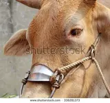 stock-photo-an-ox-wears-a-harnes.webp