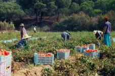 farmers-harvesting.webp