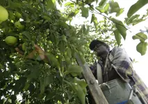 0830_apple-picking-3.webp