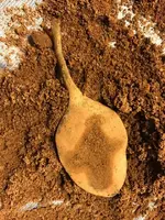 ImageUploadedByTreasureNet.com1484523852.043762.webp