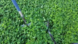 clover2.webp