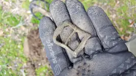 just dug buckle1.webp