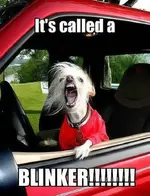 crazy-pictures-funny_6.webp
