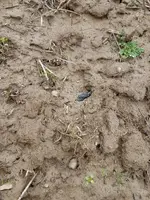 dove_buried.webp