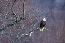 Perched Eagle.webp