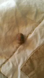 ImageUploadedByTreasureNet.com1488663136.306555.webp