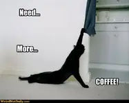 coffcat.webp