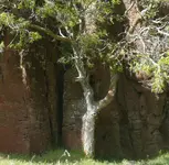 y tree.webp