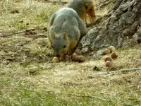 acorn 1.webp
