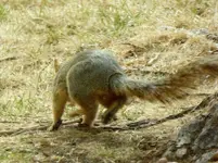 acorn 2.webp