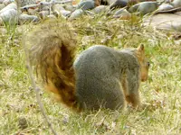 acorn 3.webp