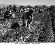 stock-photo-carrot-pullers-harvesting-in-coachella-valley-california-were-migrant-workers-fro...webp