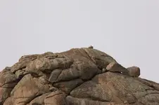 2   turtle-clean.webp