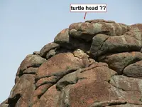 3  turtle-head.webp