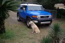 dogs 013.webp