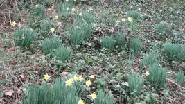 Back woods 01.webp