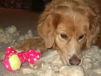 charlie.webp